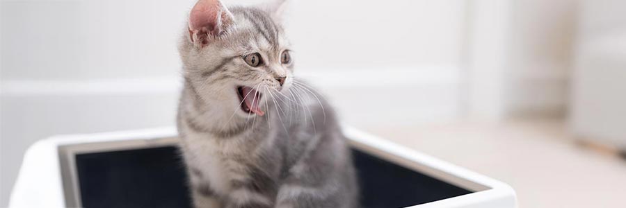Kitten mit nicht klumpender Streu