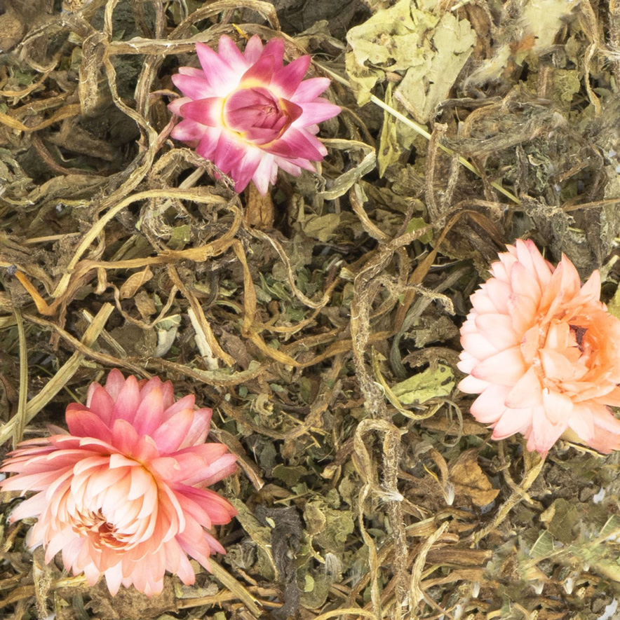 JR Farm - Grainless Plus Salbei&Löwenzahn - 6 x 100 g - 2