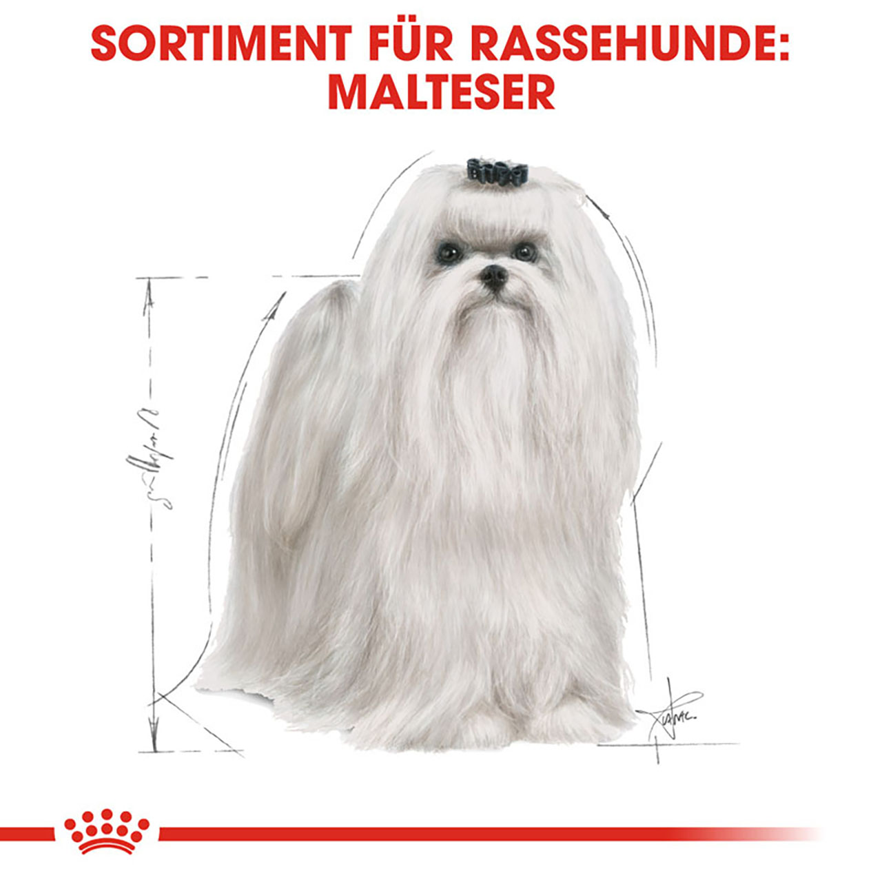 Royal Canin - BHN Maltese Adult - 2