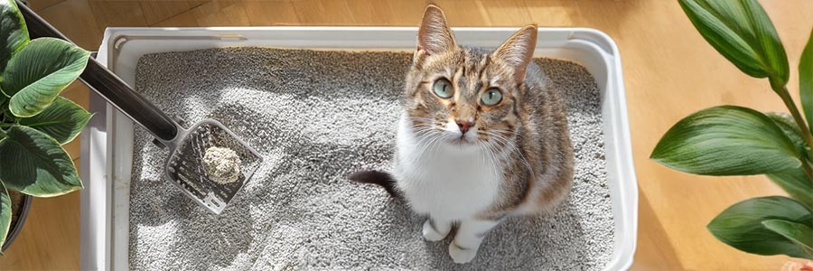 Katze mit klumpender Streu